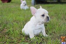 french bulldog puppy posted by cre8tor