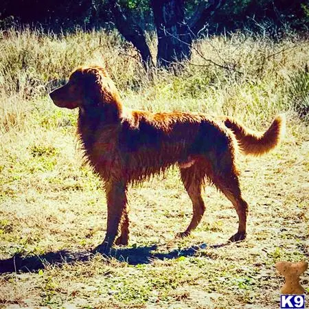 Golden Retriever stud dog