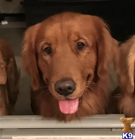 Golden Retriever stud dog