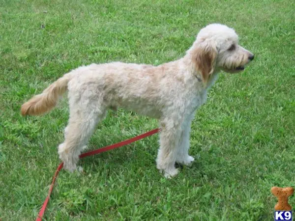 Goldendoodles stud dog