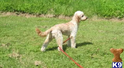 Goldendoodles stud dog