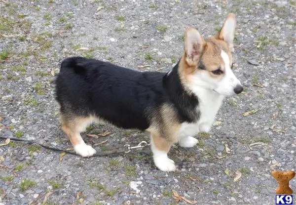 Pembroke Welsh Corgi stud dog