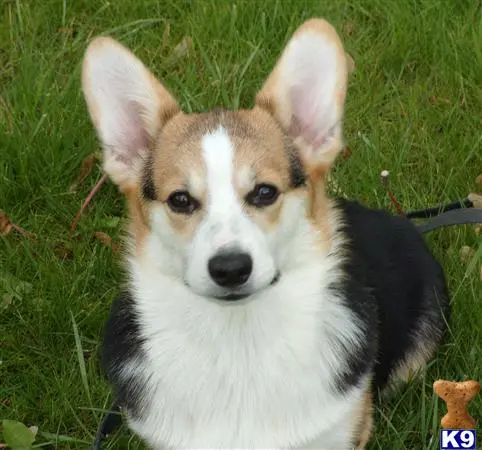 Pembroke Welsh Corgi stud dog