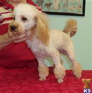 Poodle