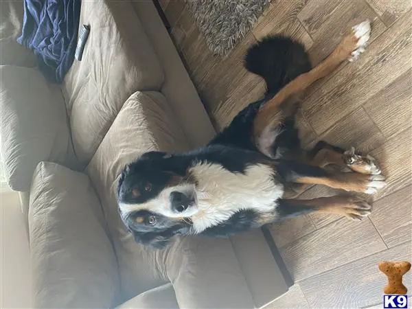 Bernese Mountain Dog