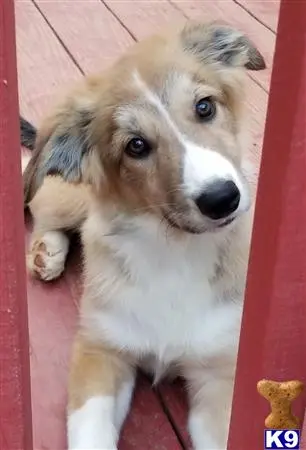 Border Collie puppy for sale