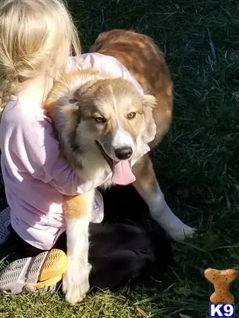 Border Collie puppy for sale