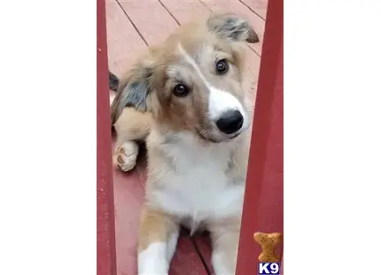 a border collie dog lying on its back