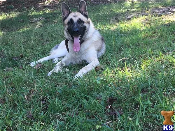 German Shepherd stud dog