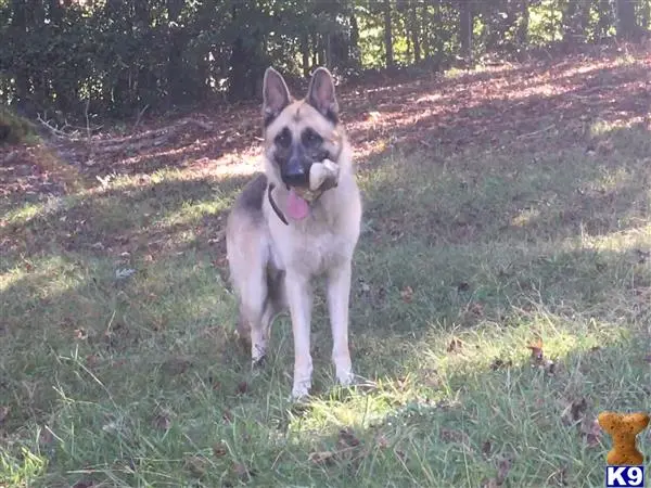 German Shepherd stud dog