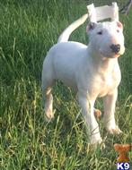 bull terrier puppy posted by crodr014