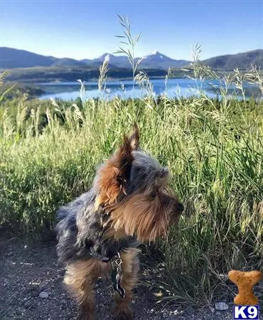 Yorkshire Terrier stud dog