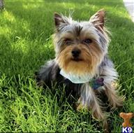 Zeus available Yorkshire Terrier puppy located in Aurora
