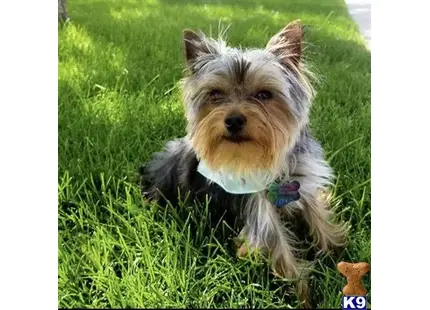 Yorkshire Terrier