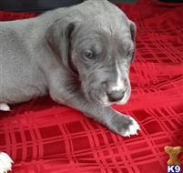 great dane puppy posted by crosanne