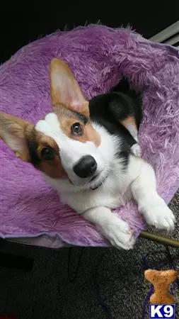 Pembroke Welsh Corgi female dog