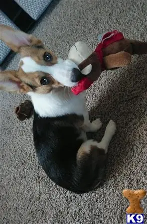 Pembroke Welsh Corgi female dog