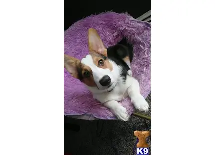 Pembroke Welsh Corgi