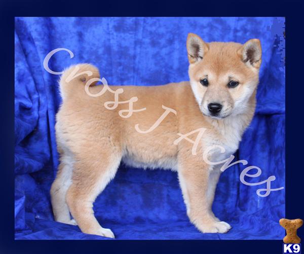 Dogs For Sale In Miami Ok Dogs For Sale In Miami Ok