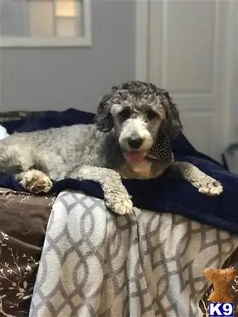 Old English Sheepdog