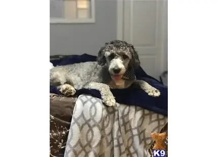 Old English Sheepdog