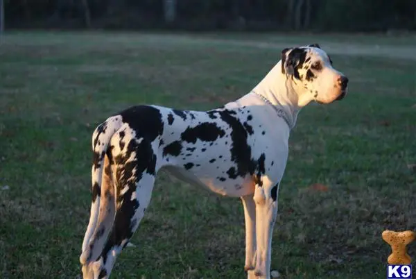 Great Dane stud dog