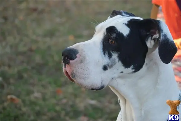 Great Dane stud dog