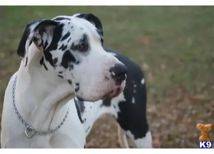 Great Dane