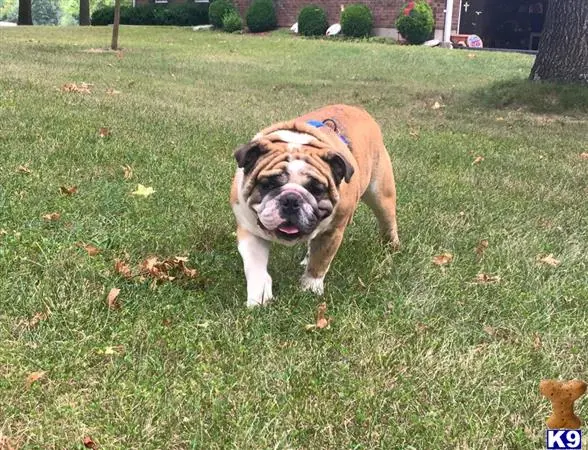 English Bulldog