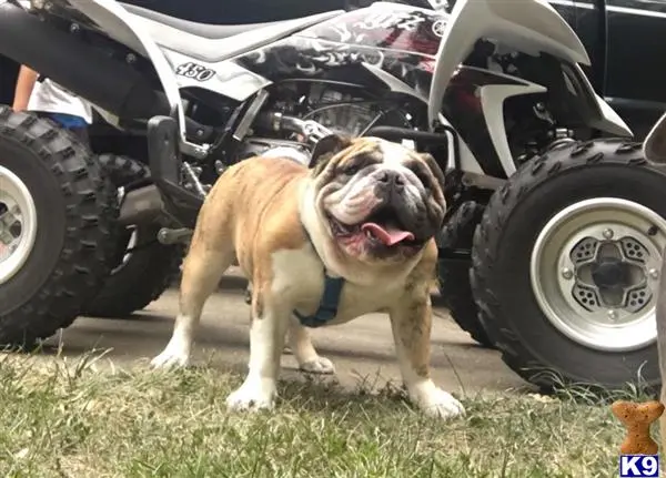 English Bulldog stud dog