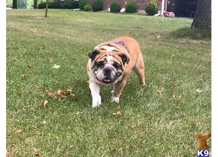 English Bulldog