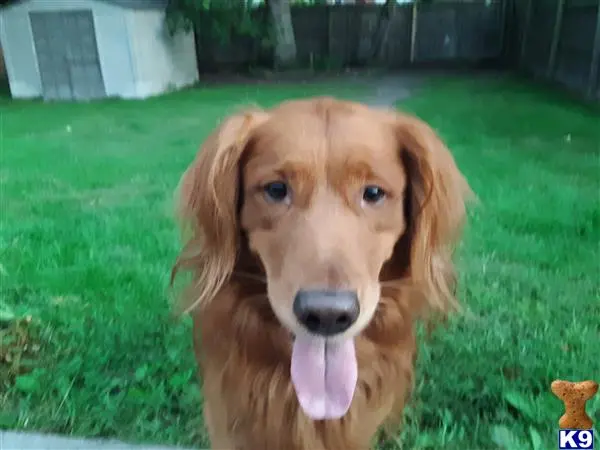 Golden Retriever stud dog