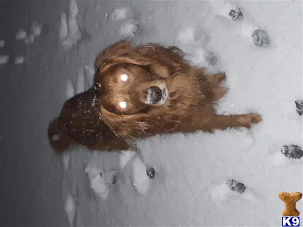 Golden Retriever stud dog