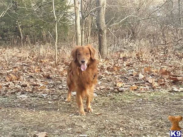 Golden Retriever stud dog