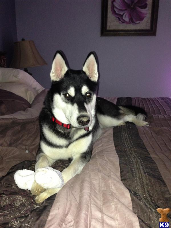 Siberian Husky stud dog