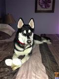 Siberian Husky stud dog: Black and white Siberian Husky lying on a bed