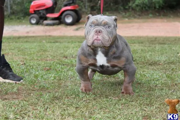 American Bully stud dog