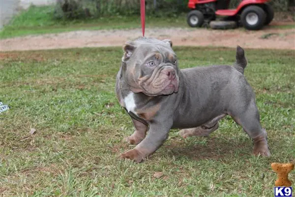 American Bully stud dog