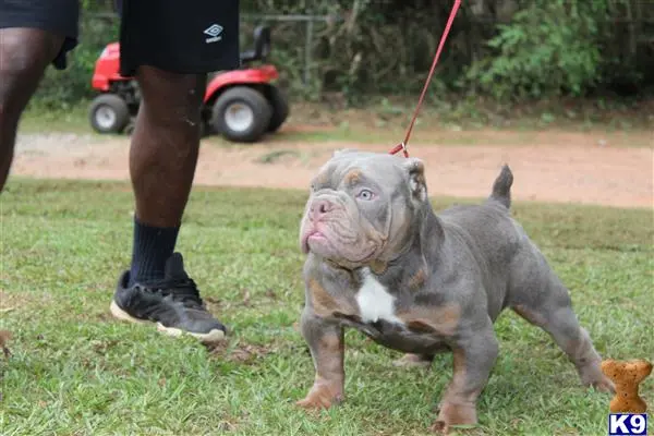 American Bully stud dog