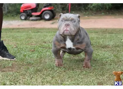 American Bully