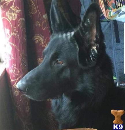 a black german shepherd dog with a red and white background