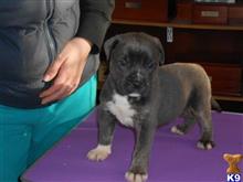 cane corso puppy posted by cruzsanta1