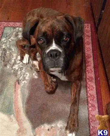 Boxer stud dog