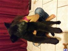 german shepherd puppy posted by cryndall7