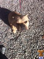 American Pit Bull