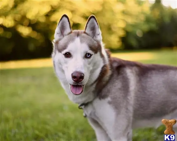 Siberian Husky stud dog