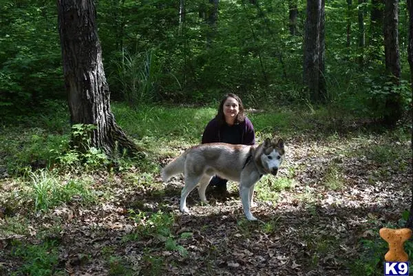 Siberian Husky stud dog