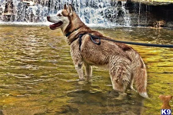 Siberian Husky stud dog