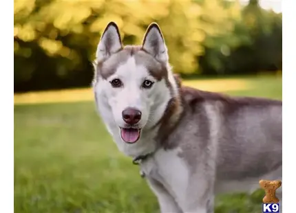 Siberian Husky