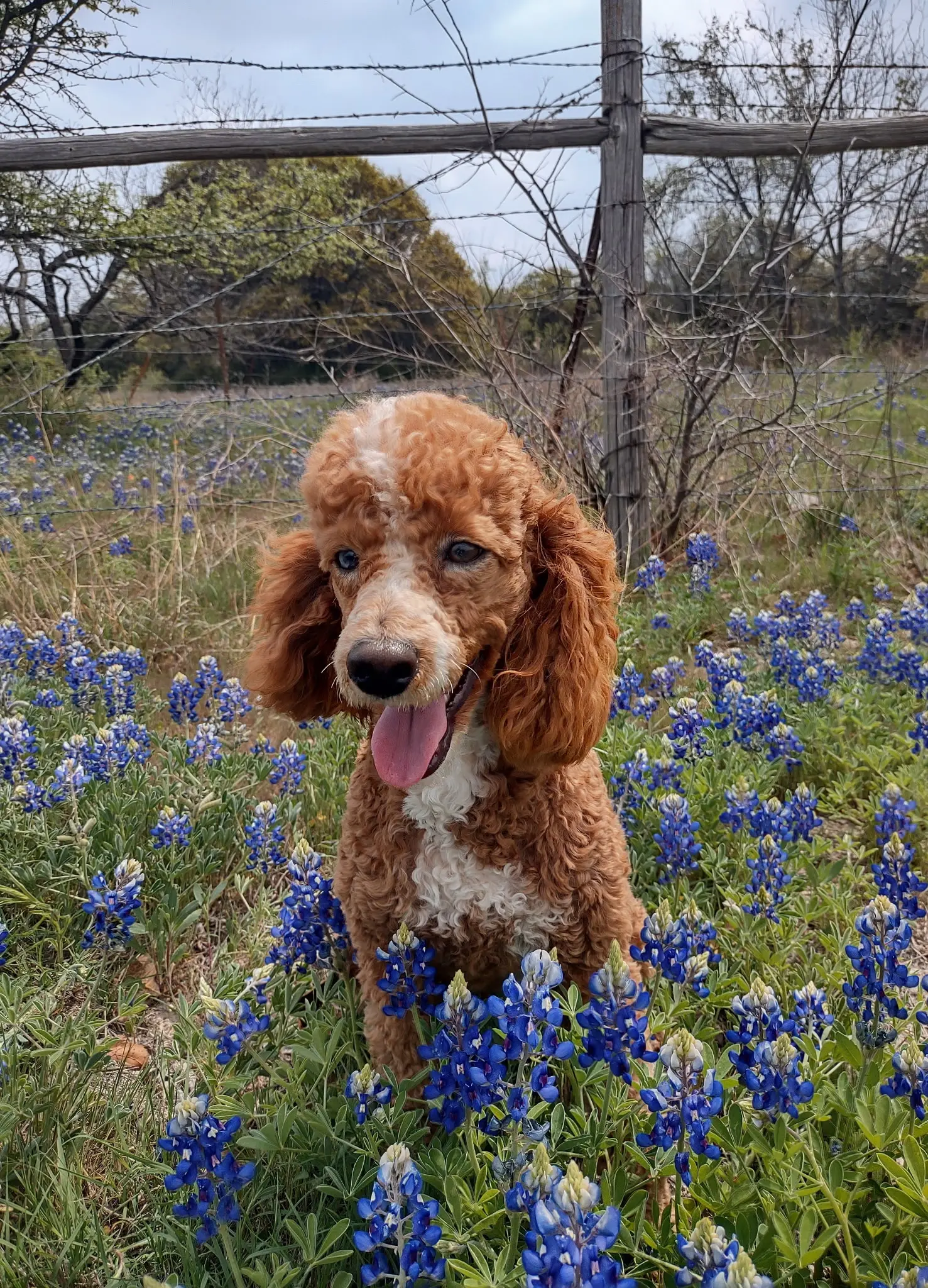 a poodle dog in a field of flowers